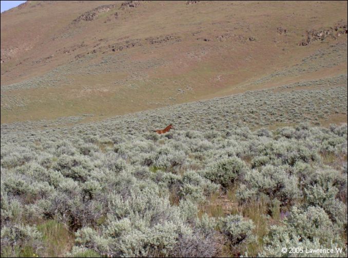 820 shelr bpk 14062005 wild horse.jpg